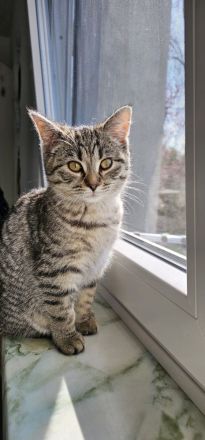 Bkh (5monate) weiblich