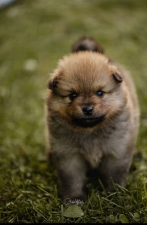 Mittelspitzwelpen aus Familienzucht