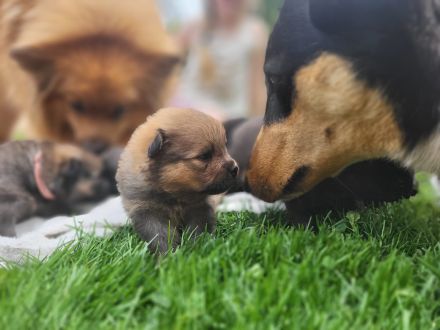 Mittelspitzwelpen aus Familienzucht
