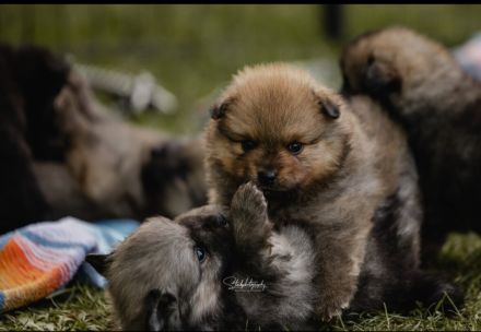 Mittelspitzwelpen aus Familienzucht