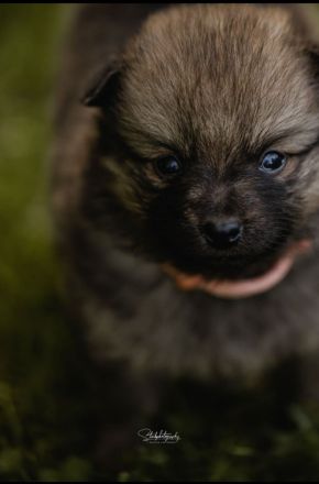 Mittelspitzwelpen aus Familienzucht