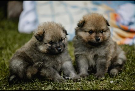 Mittelspitzwelpen aus Familienzucht