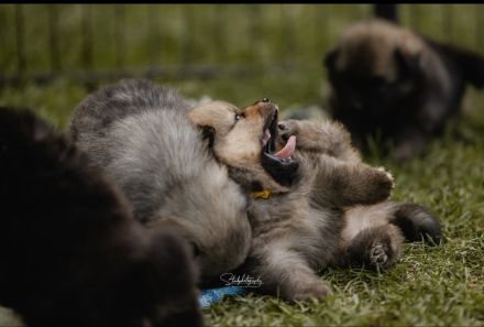 Mittelspitzwelpen aus Familienzucht