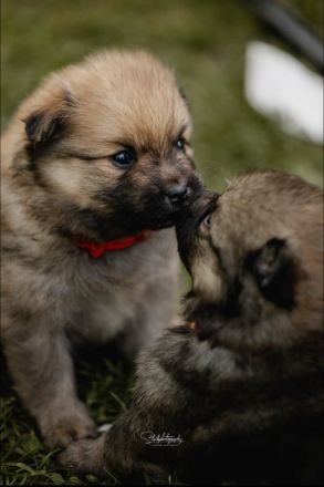 Mittelspitzwelpen aus Familienzucht