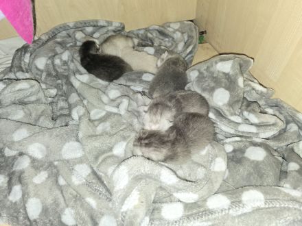 BKH KITTEN 4 Mädchen noch frei