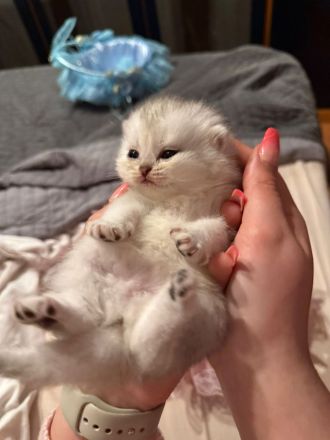 BKH KITTEN 4 Mädchen noch frei