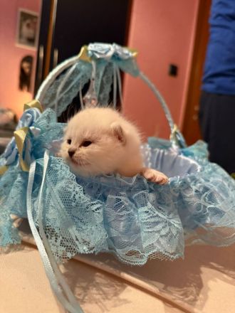 BKH KITTEN 4 Mädchen noch frei