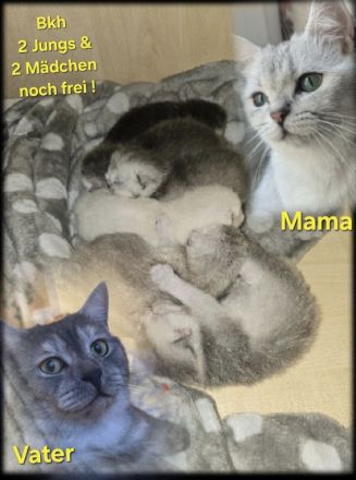 BKH KITTEN 4 Mädchen noch frei