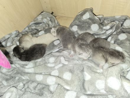 BKH KITTEN 4 Mädchen noch frei