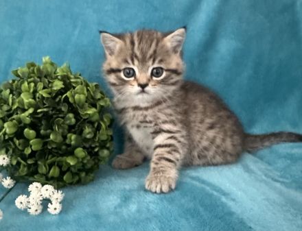 BKH Kitten zum Verlieben Junge