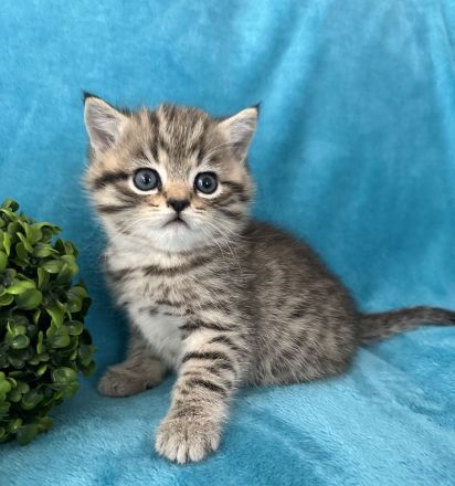 BKH Kitten zum Verlieben Junge