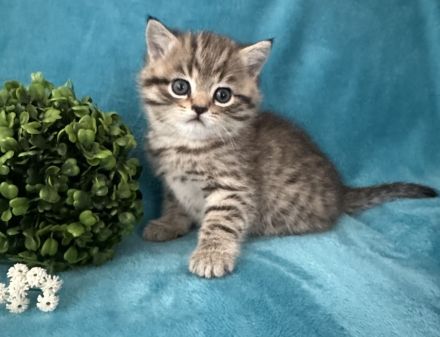 BKH Kitten zum Verlieben Junge