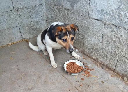 Leo 3, sucht einen Gnadenplatz