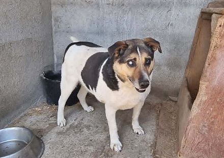 Leo 3, sucht einen Gnadenplatz