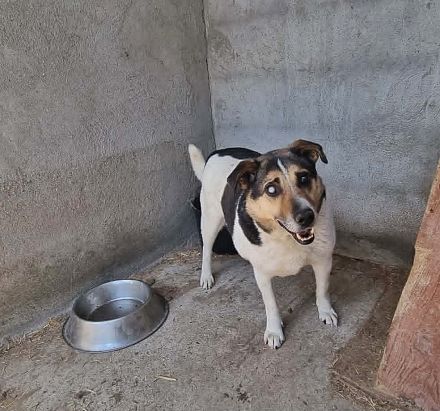 Leo 3, sucht einen Gnadenplatz