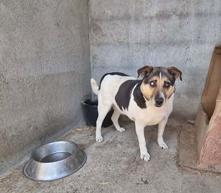 Leo 3, sucht einen Gnadenplatz
