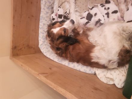 Kooikerhondje-Wurf ,Abgabe Anfang August