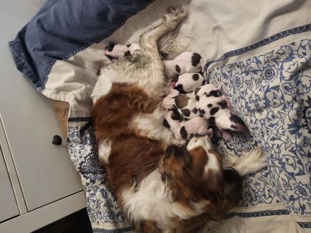 Kooikerhondje-Wurf ,Abgabe Anfang August