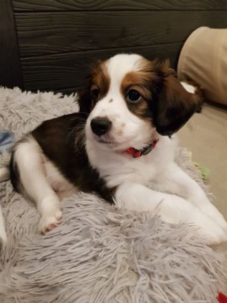 Kooikerhondje-Wurf ,Abgabe Anfang August