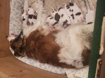 Kooikerhondje-Wurf ,Abgabe Anfang August