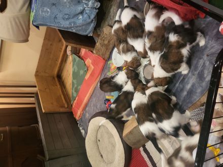 Kooikerhondje-Wurf ,Abgabe Anfang August