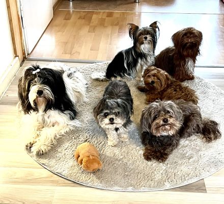 Von den Freistetter-Wölfchen