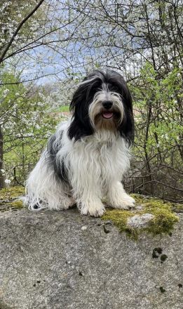 Von den Freistetter-Wölfchen