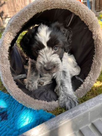 Von den Freistetter-Wölfchen