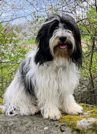 Von den Freistetter-Wölfchen