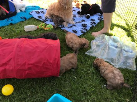 Von den Freistetter-Wölfchen