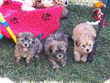 Von den Freistetter-Wölfchen