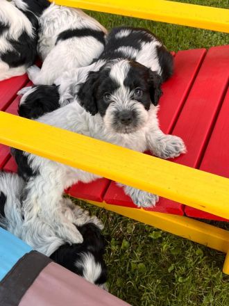 Von den Freistetter-Wölfchen