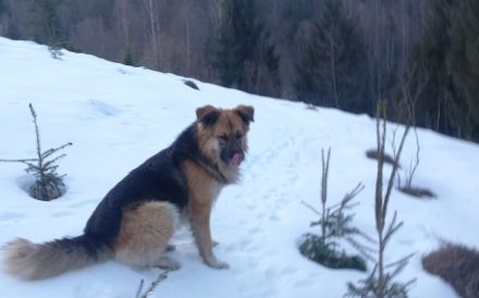 Neuanfang für den liebenswerten Joschi gesucht