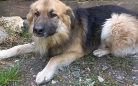 Neuanfang für den liebenswerten Joschi gesucht