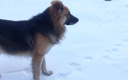 Neuanfang für den liebenswerten Joschi gesucht