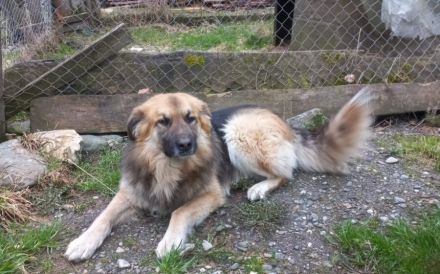 Neuanfang für den liebenswerten Joschi gesucht