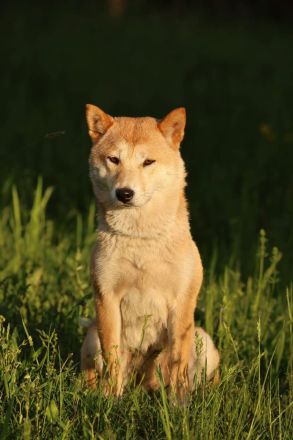Tabi - aktiv, verspielt auf PS in Dessau-Roßlau