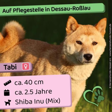 Tabi - aktiv, verspielt auf PS in Dessau-Roßlau
