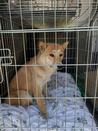 Tabi - aktiv, verspielt auf PS in Dessau-Roßlau