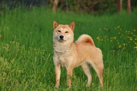 Tabi - aktiv, verspielt auf PS in Dessau-Roßlau