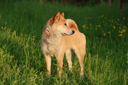Tabi - aktiv, verspielt auf PS in Dessau-Roßlau