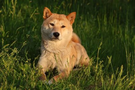 Tabi - aktiv, verspielt auf PS in Dessau-Roßlau