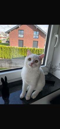 Wunderschöner BKH Katerchen