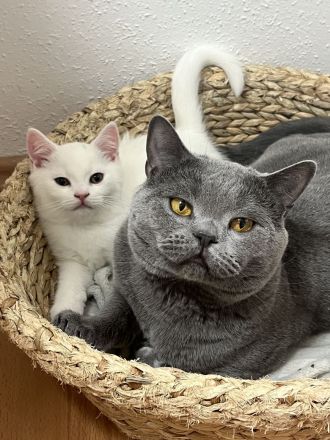 Wunderschöner BKH Katerchen