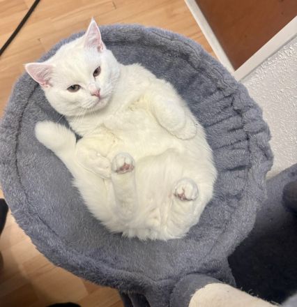 Wunderschöner BKH Katerchen