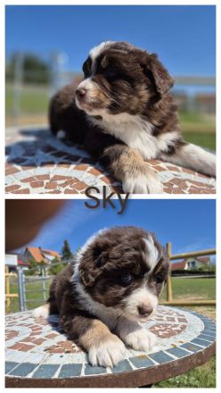 ❤️Wunderschöne Australian Shepherd Welpen - ASCA ❤️
