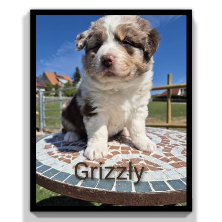 ❤️Wunderschöne Australian Shepherd Welpen - ASCA ❤️