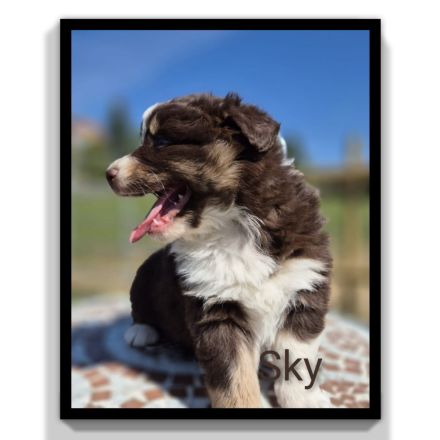 ❤️Wunderschöne Australian Shepherd Welpen - ASCA ❤️