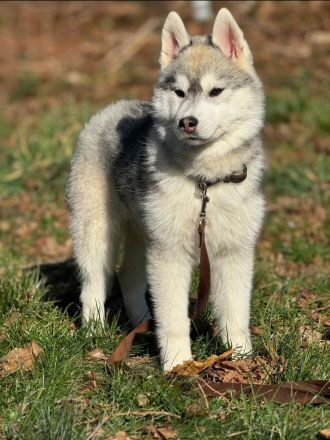 Ein sehr schöner Hündin