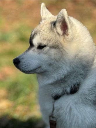 Ein sehr schöner Hündin